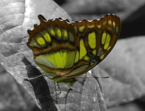 Green, Butterfly, Insect, Wing, Close, one animal, animal themes thumbnail