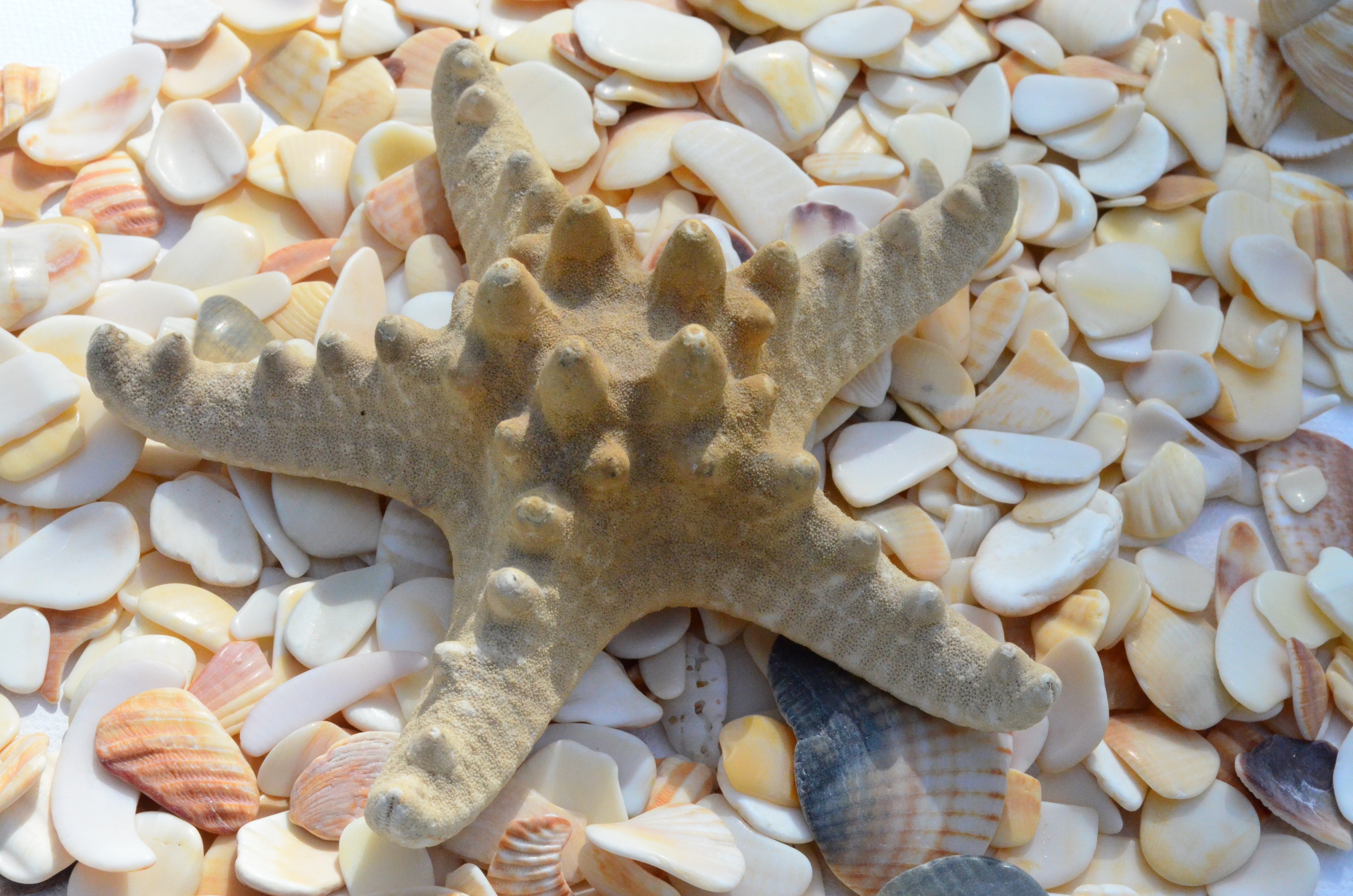 Ракушка морская звезда. Морская звезда это моллюск. Морская раковина. Ракушки морские. Красивые морские ракушки.