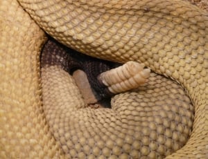 brown rattle snake thumbnail