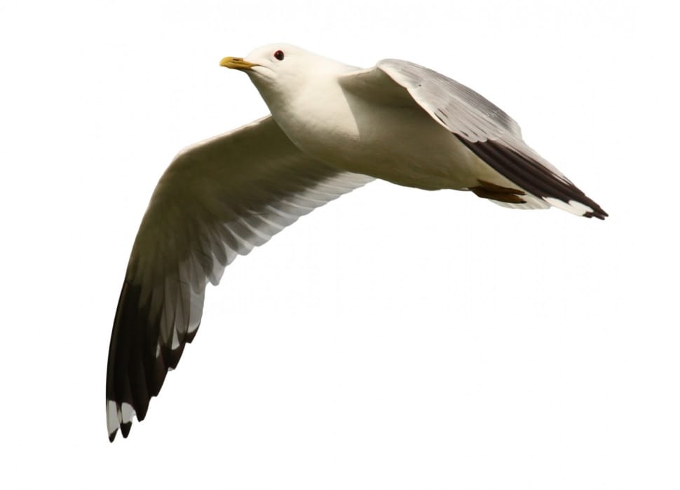 Seagulls, Flight, Flying, Birds, one animal, bird preview