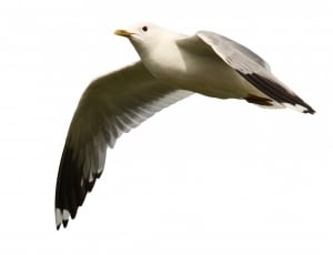 Seagulls, Flight, Flying, Birds, one animal, bird thumbnail