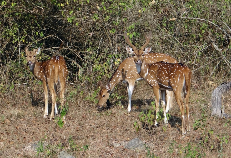 Spotted Deer, Axis Axis, Deer, Chital, animal wildlife, animals in the wild preview