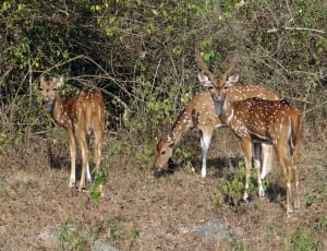 Spotted Deer, Axis Axis, Deer, Chital, animal wildlife, animals in the wild thumbnail