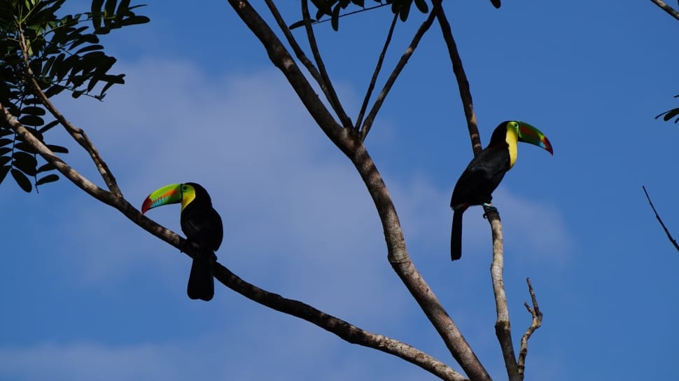 2 black and yellow toucans preview