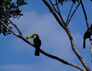 2 black and yellow toucans thumbnail