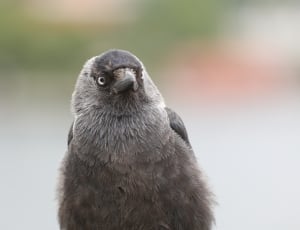 gray and black bird thumbnail