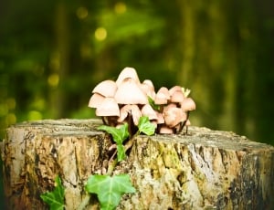 Forest, Nature, Log, Some Macro, nature, day thumbnail