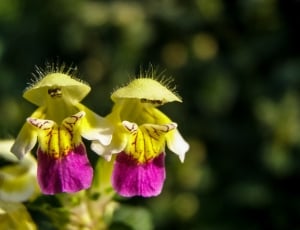 yellow green and purple flowers thumbnail