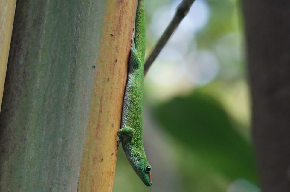 selective focus photography of a green lizard on a tree branch preview