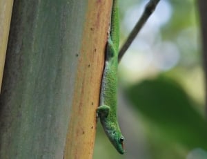 selective focus photography of a green lizard on a tree branch thumbnail