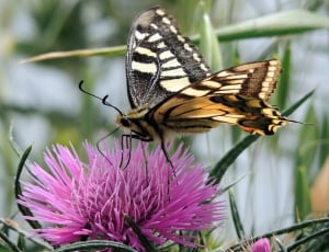 eastern tiger swallowtail bitterfly thumbnail