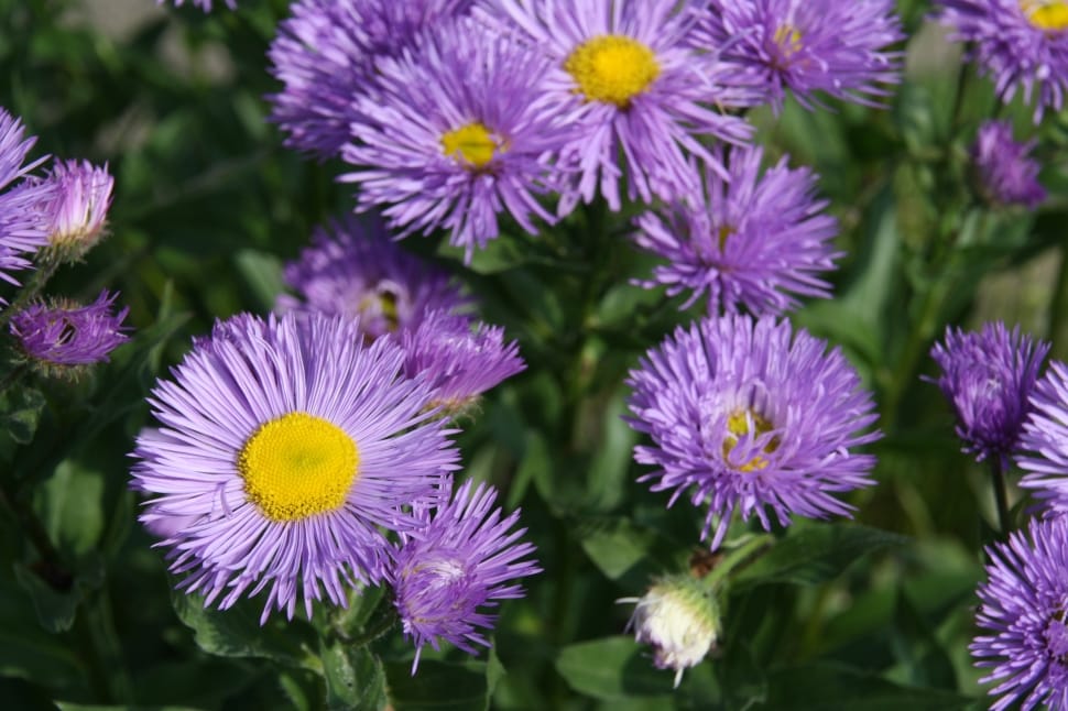purple asters preview