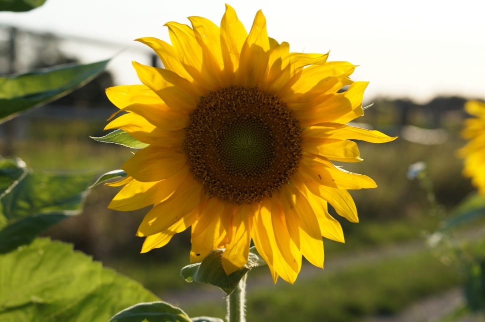 sunflower preview