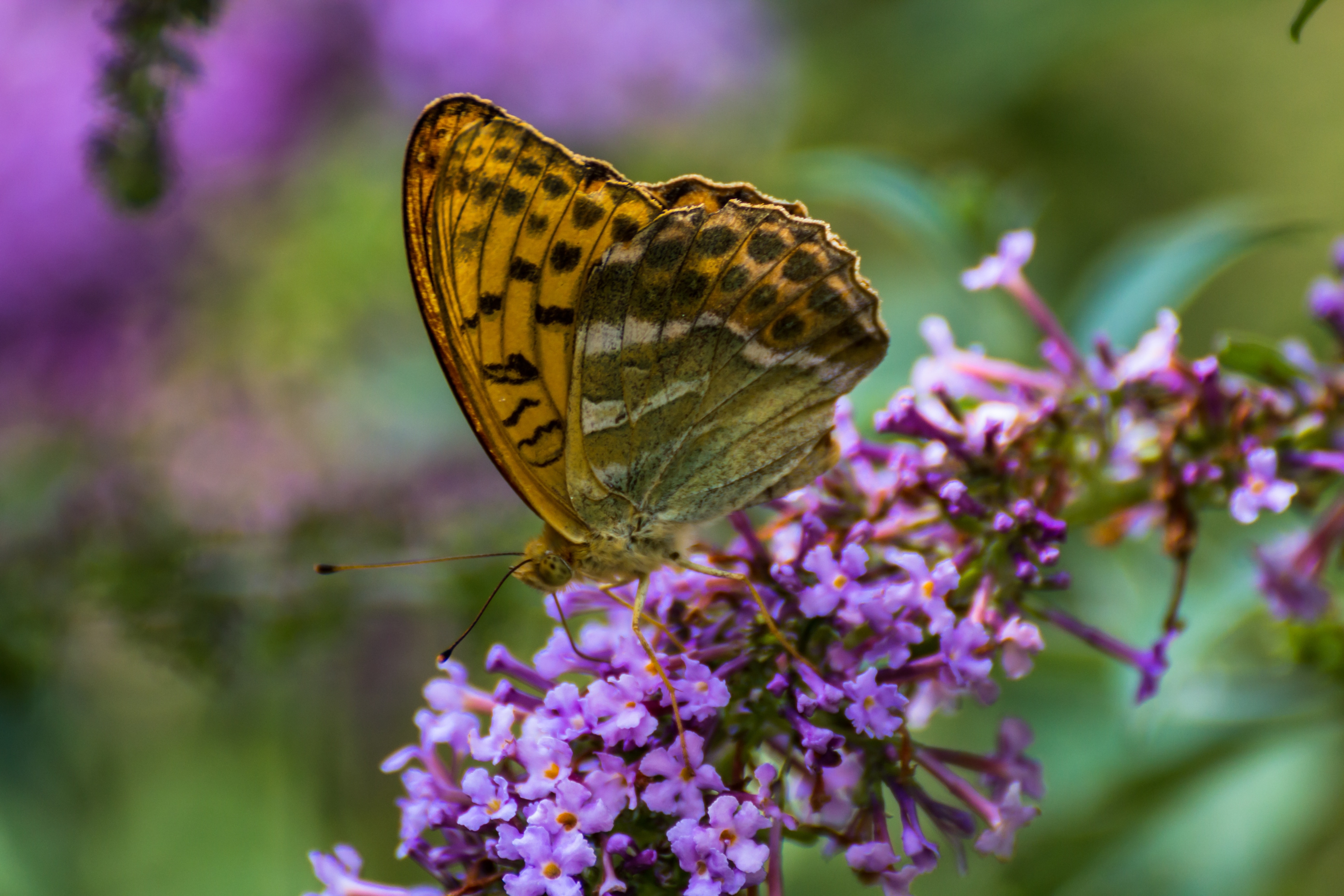 gulf fritillary butterfly