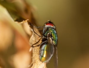 green and red fly thumbnail