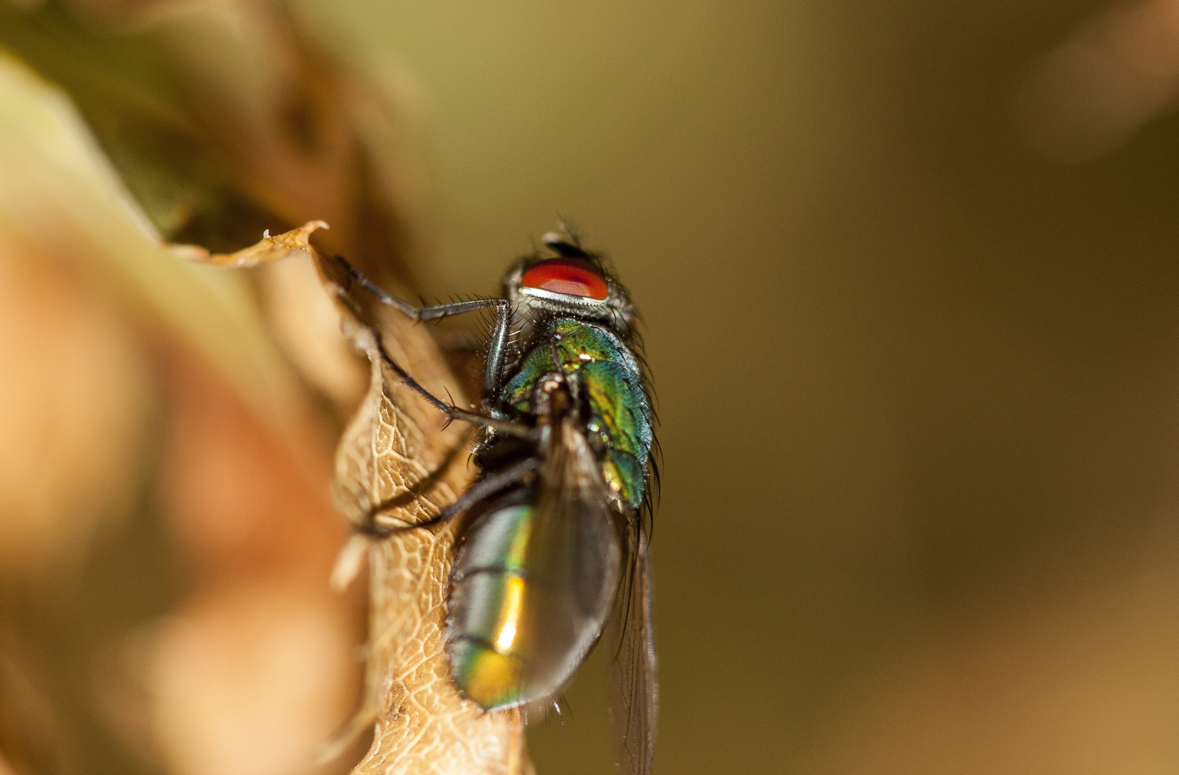 green and red fly