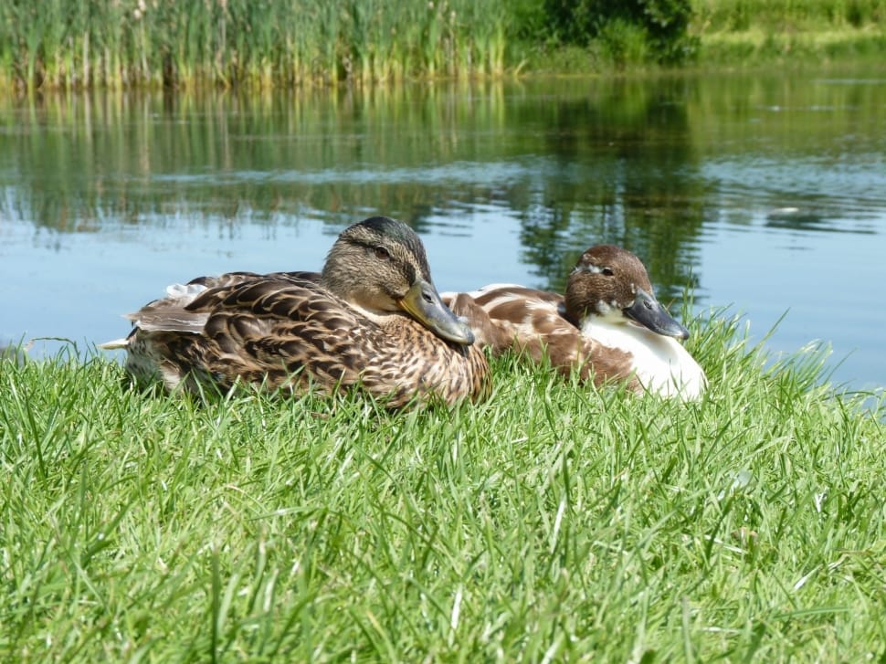 2 brown and white ducks preview