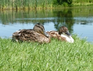 2 brown and white ducks thumbnail