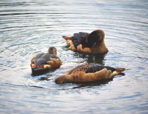 three brown and black ducks thumbnail