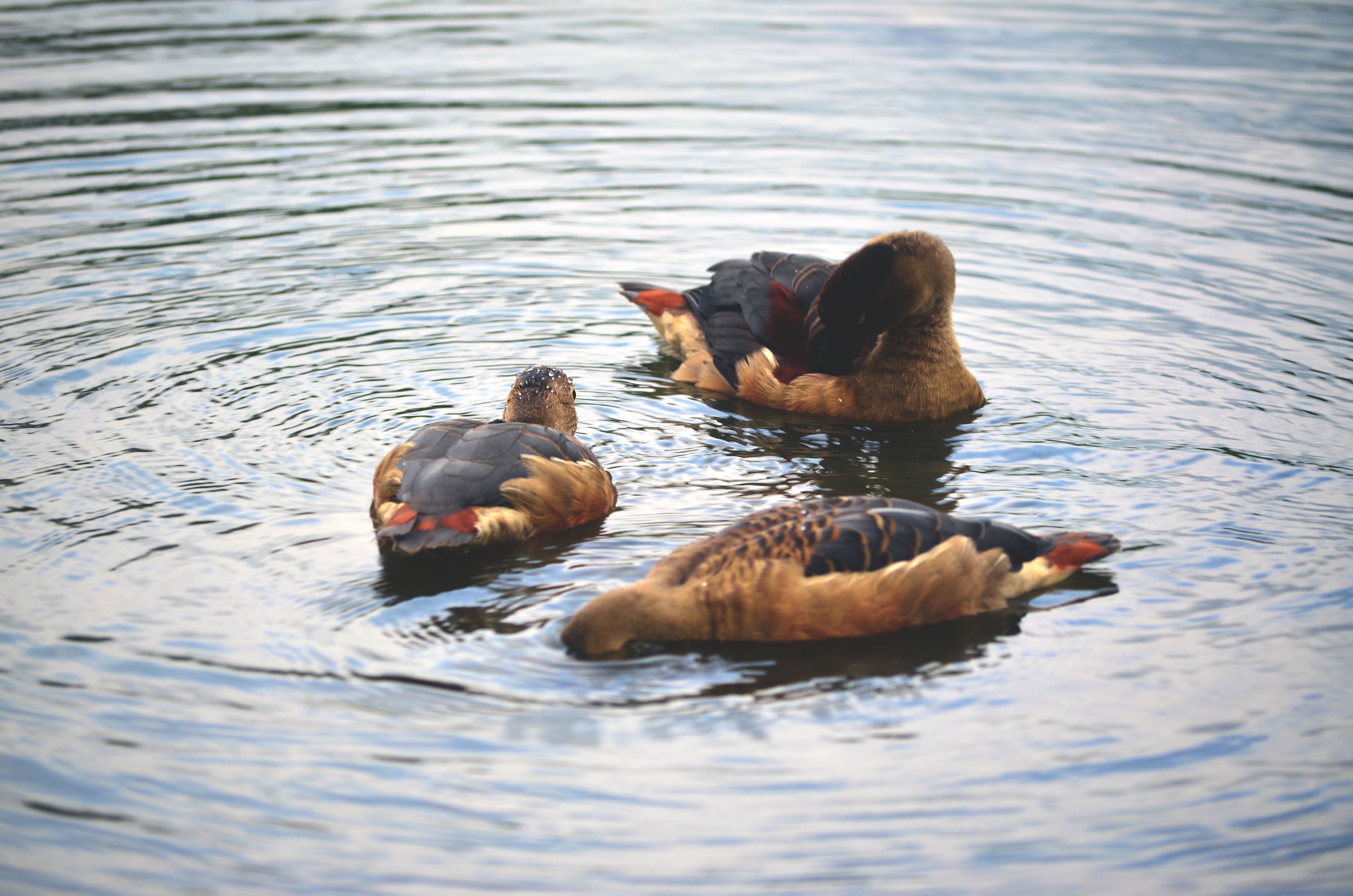 three brown and black ducks
