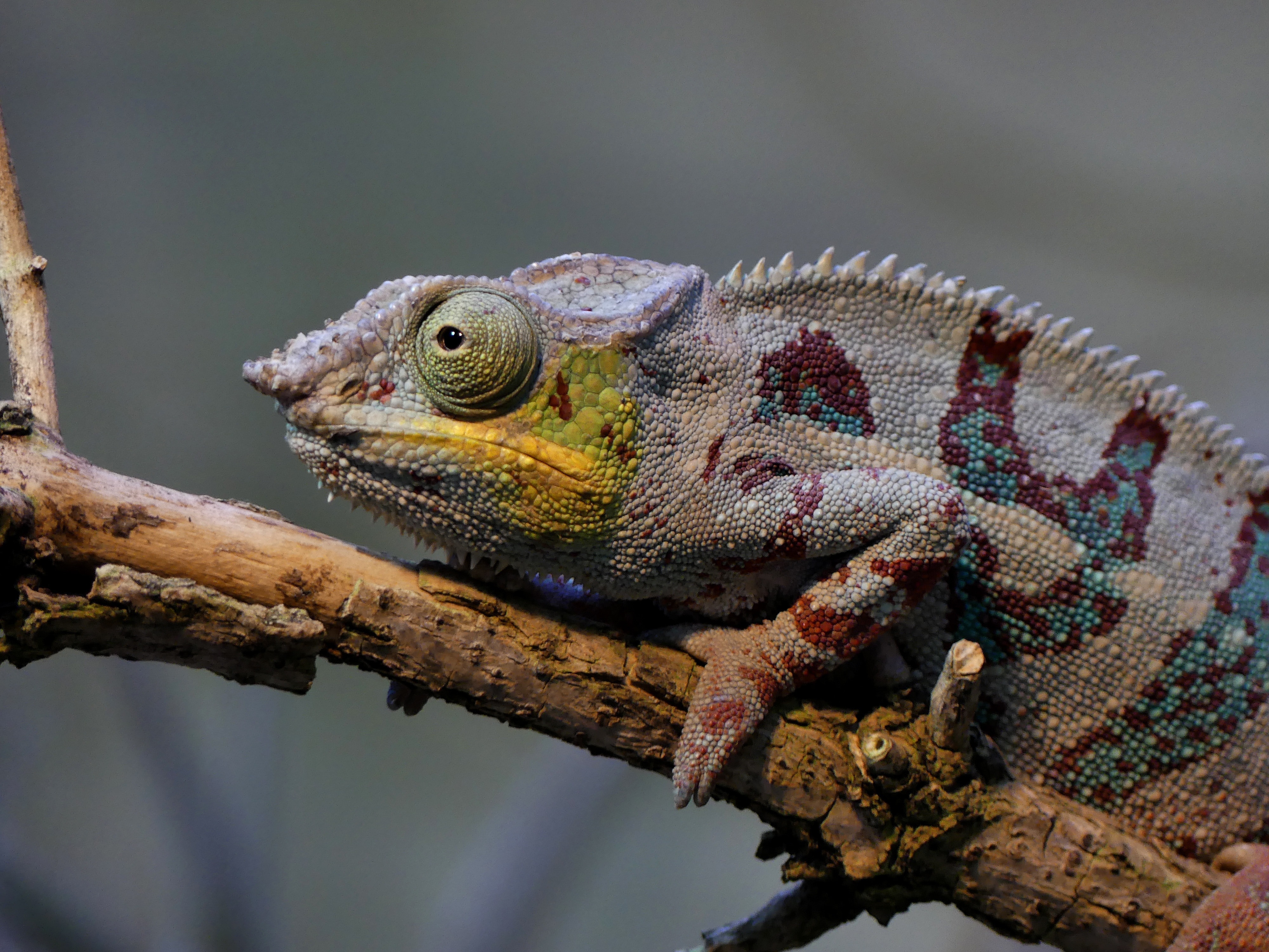 green red and gray iguana