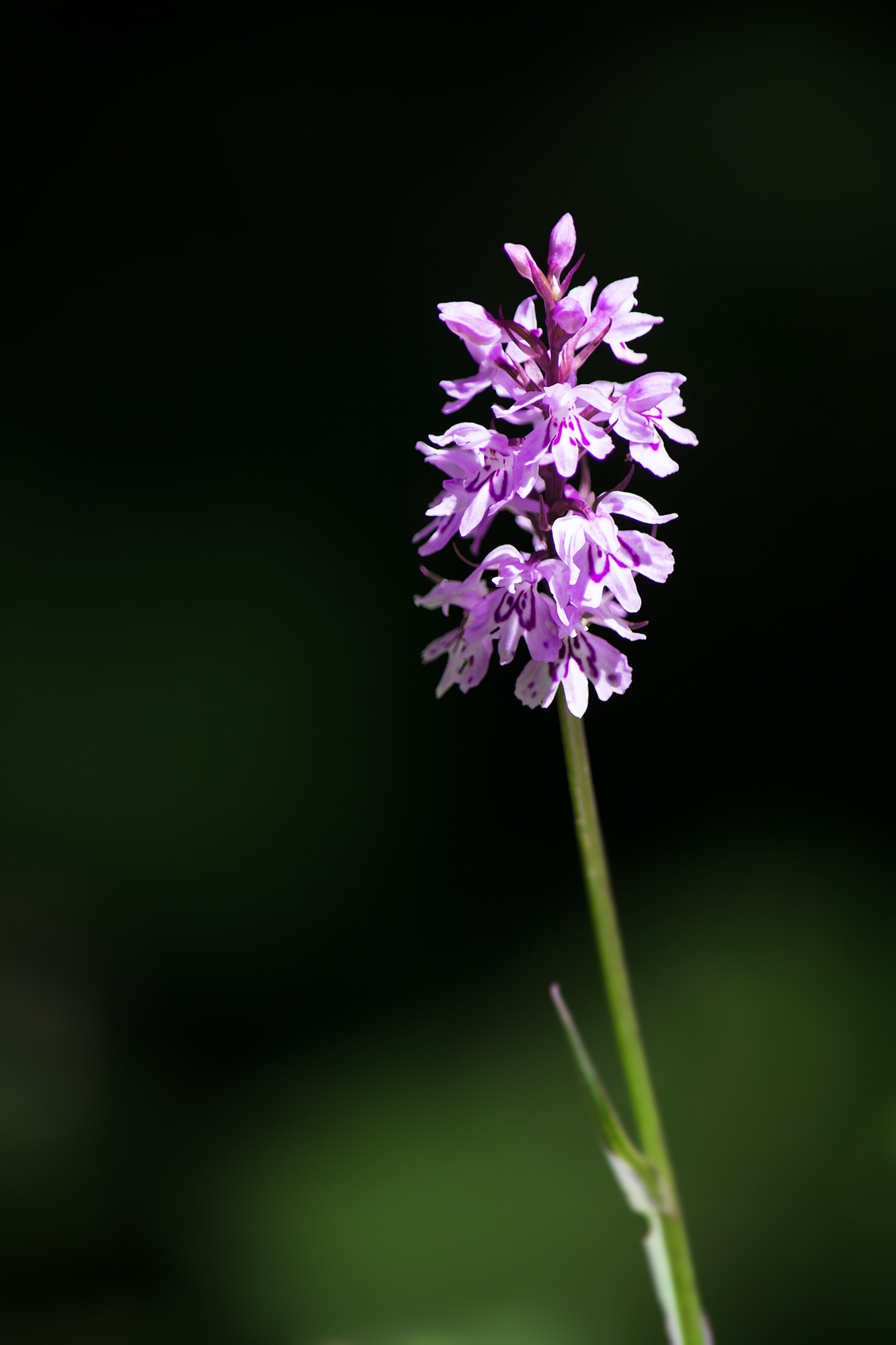 purple petaled flora