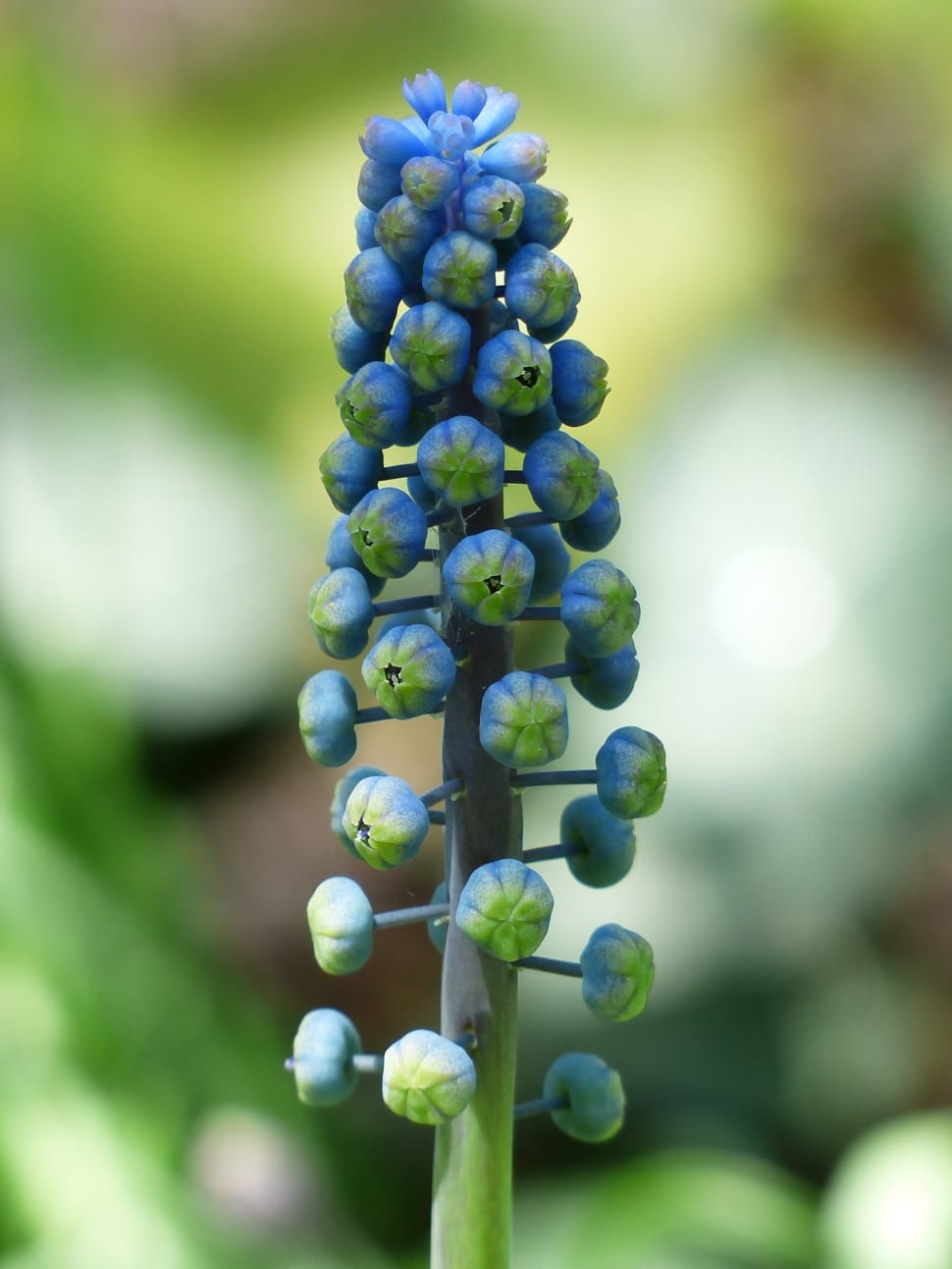 green and blue plant preview
