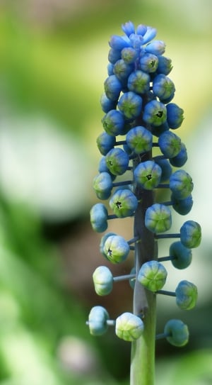 green and blue plant thumbnail