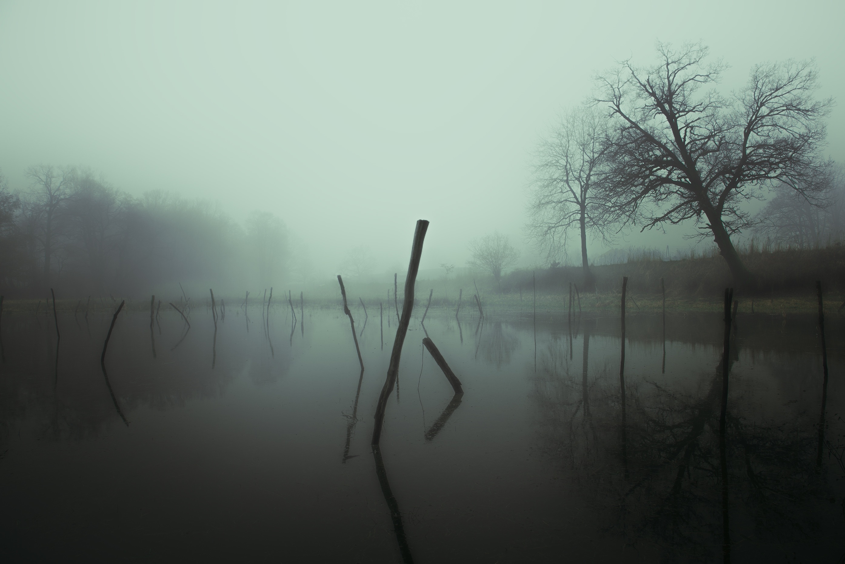 Зрение глаза туман. Болото туман. Мрачное болото. Темное болото. Туман над болотом.