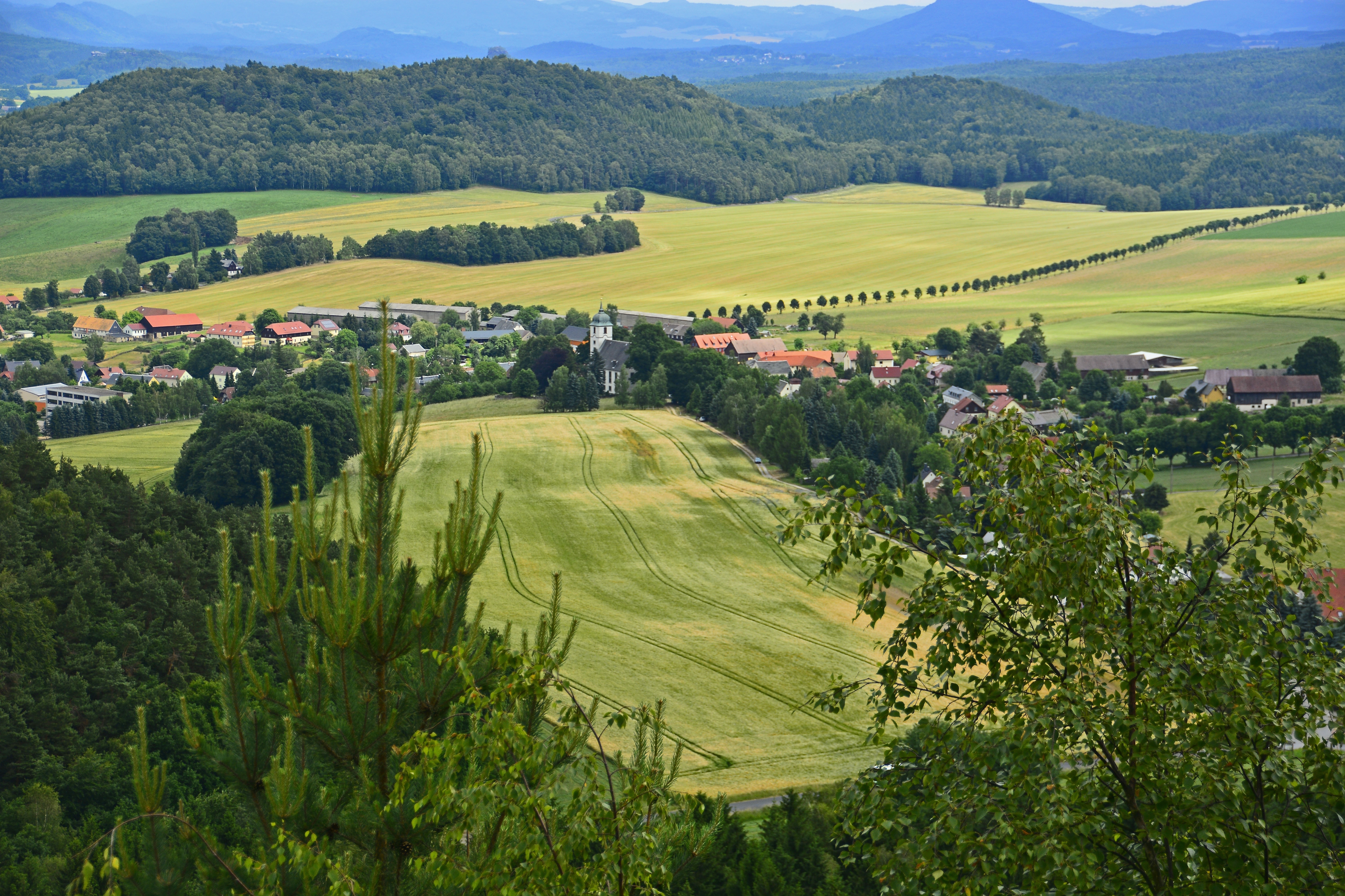 green grass field