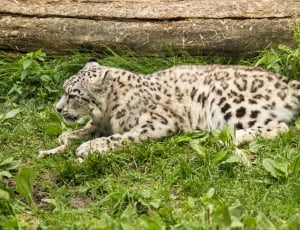 Cat, Amurinleopardi, Leopard, one animal, grass thumbnail
