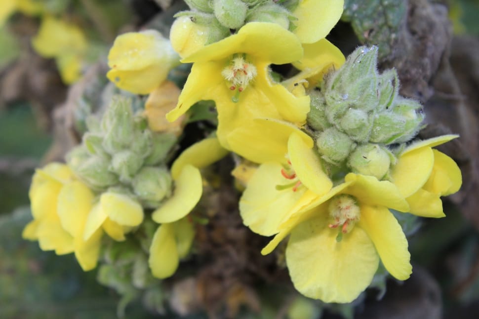 Bloom, Mullein, Blossom, Close, Flower, yellow, flower preview