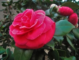 red rose flower thumbnail
