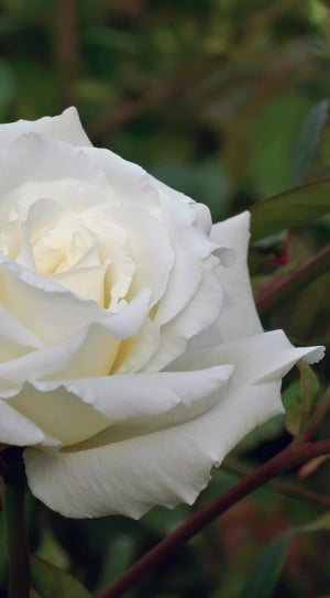 white, fragrant, scrolled rose thumbnail
