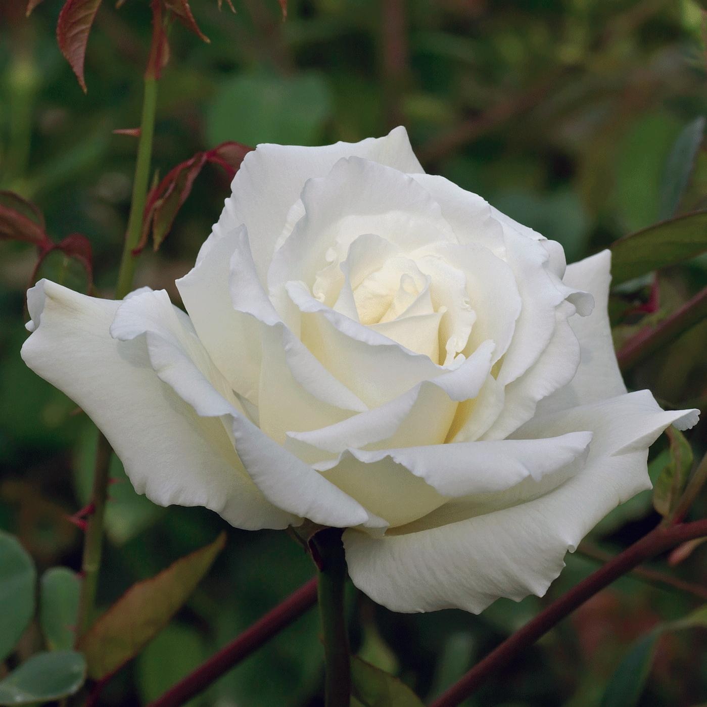 white, fragrant, scrolled rose