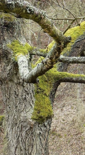 Bark, Strain, Tree, Old, Nature, tree, tree trunk thumbnail