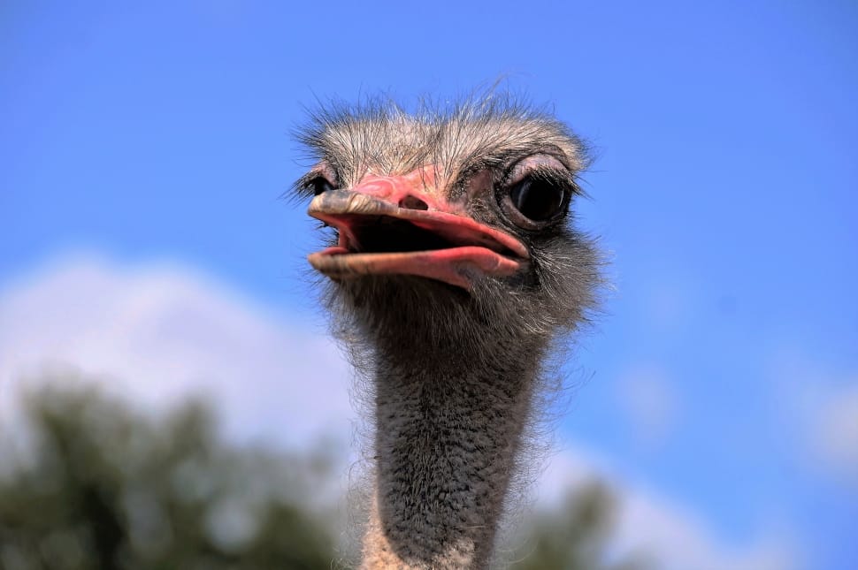 ostrich preview