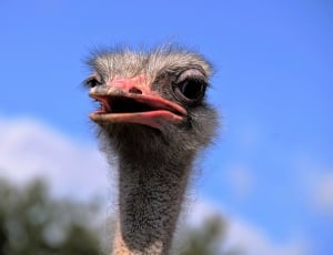 ostrich thumbnail