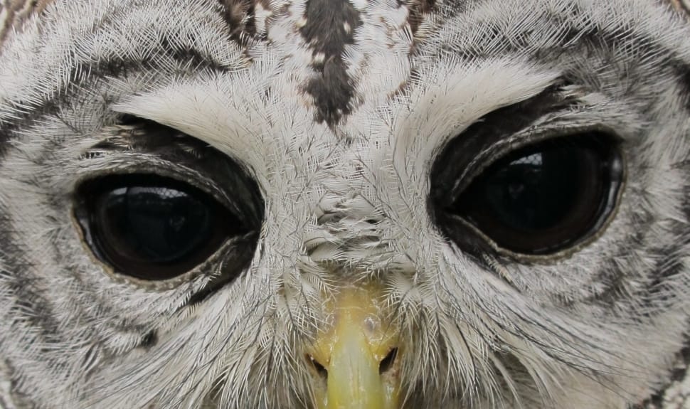 grey owl face preview