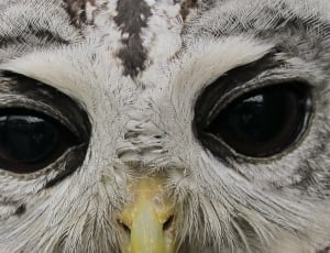 grey owl face thumbnail