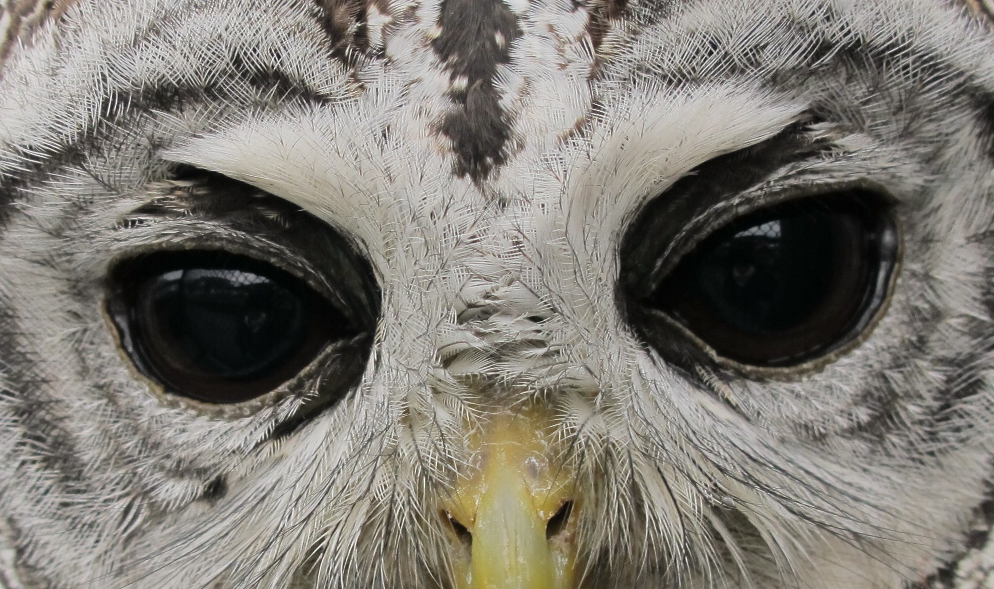 grey owl face