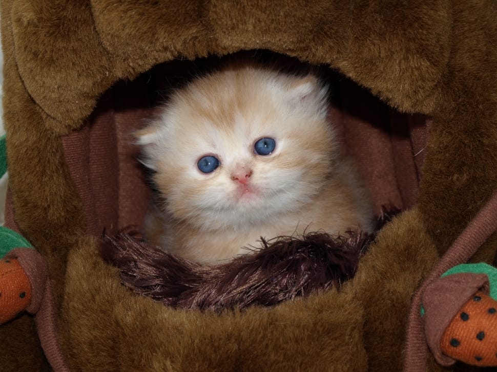 close up photo of yellow and white short fur cat in brown leather cage preview