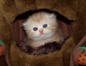 close up photo of yellow and white short fur cat in brown leather cage thumbnail