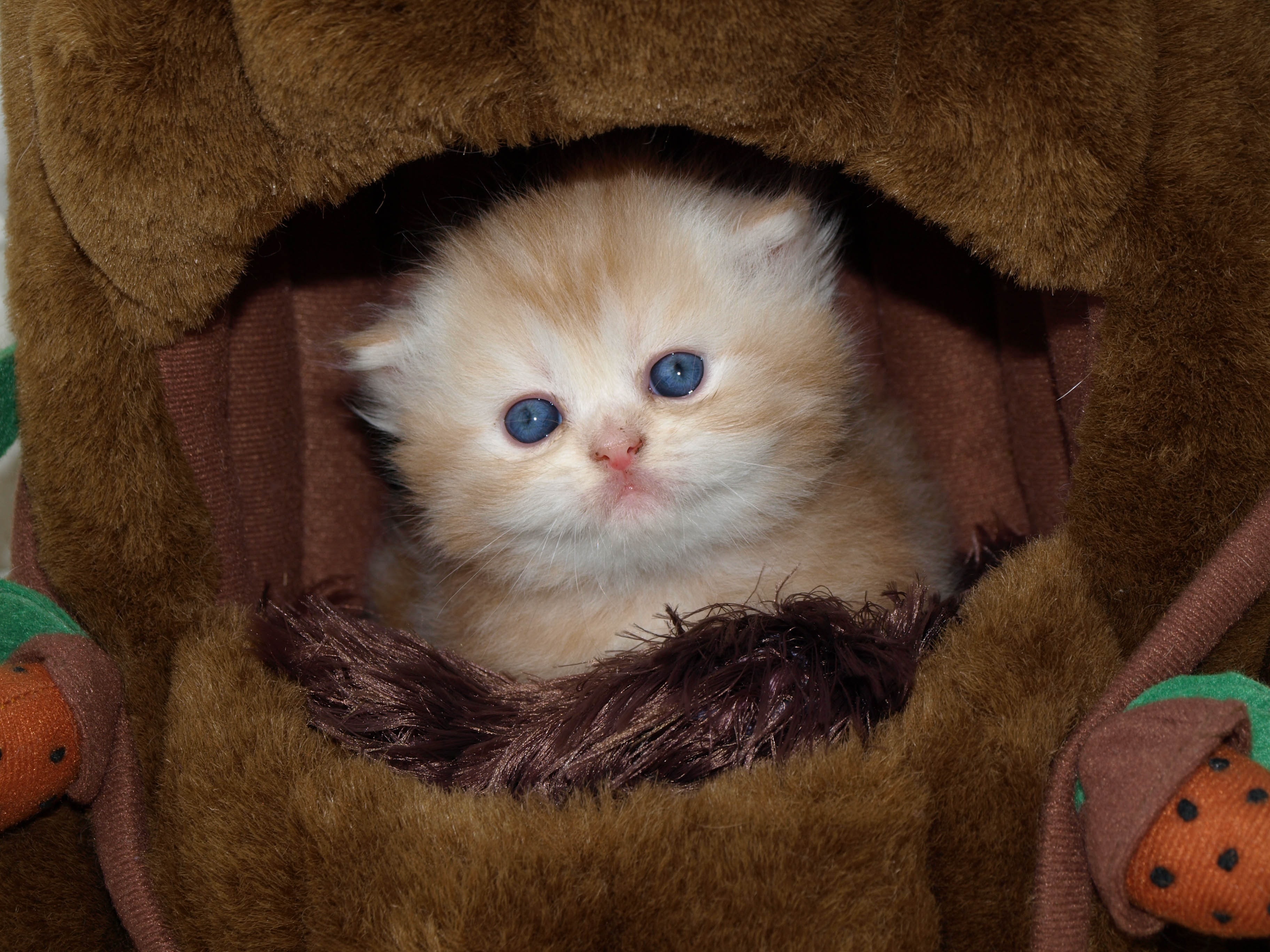 close up photo of yellow and white short fur cat in brown leather cage