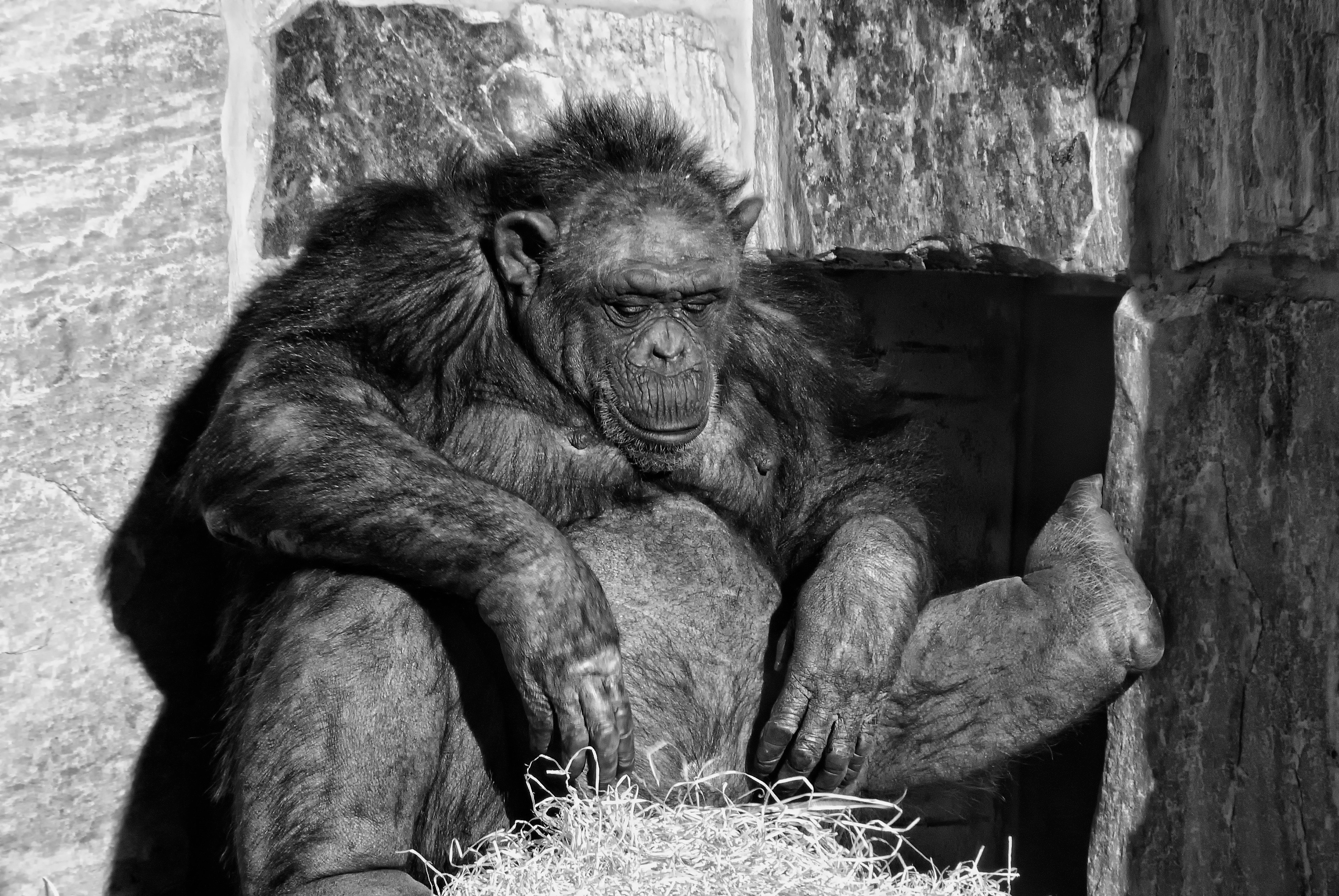 black and white monkey photo