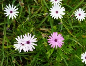 bed of white and pink petaled flowers thumbnail