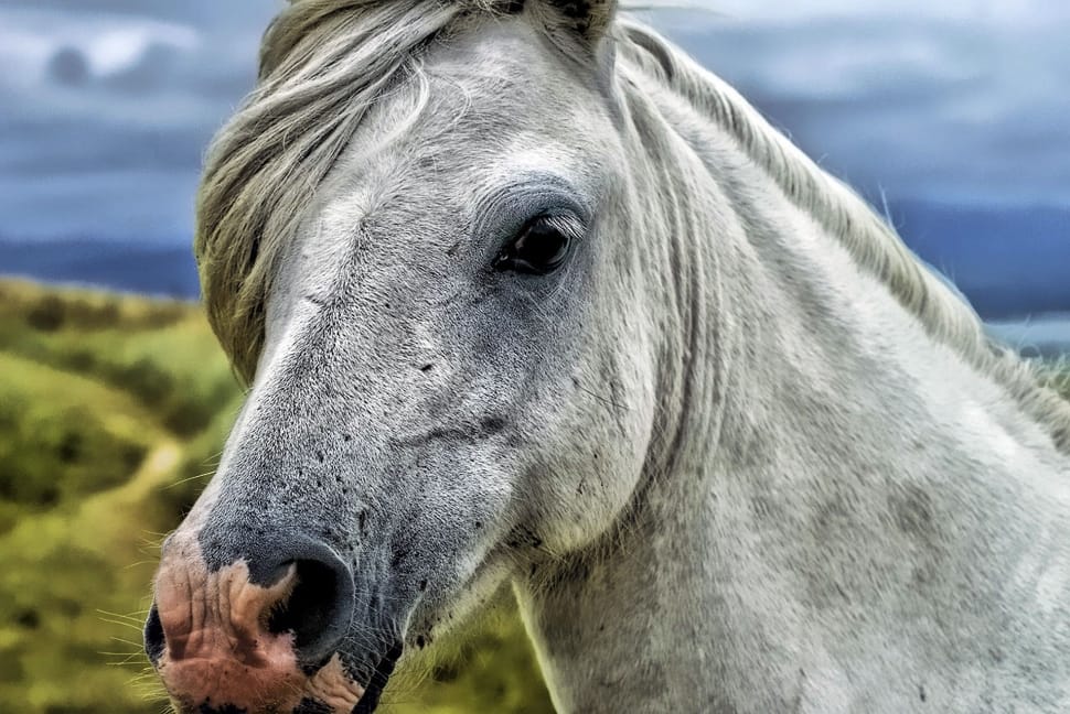 shallow focus photography of gray Horse under grey skies during day time preview