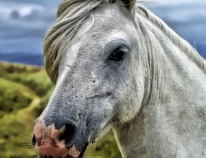 shallow focus photography of  gray Horse under grey skies during day time thumbnail