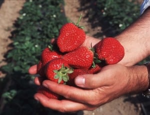 person holding strawberry thumbnail