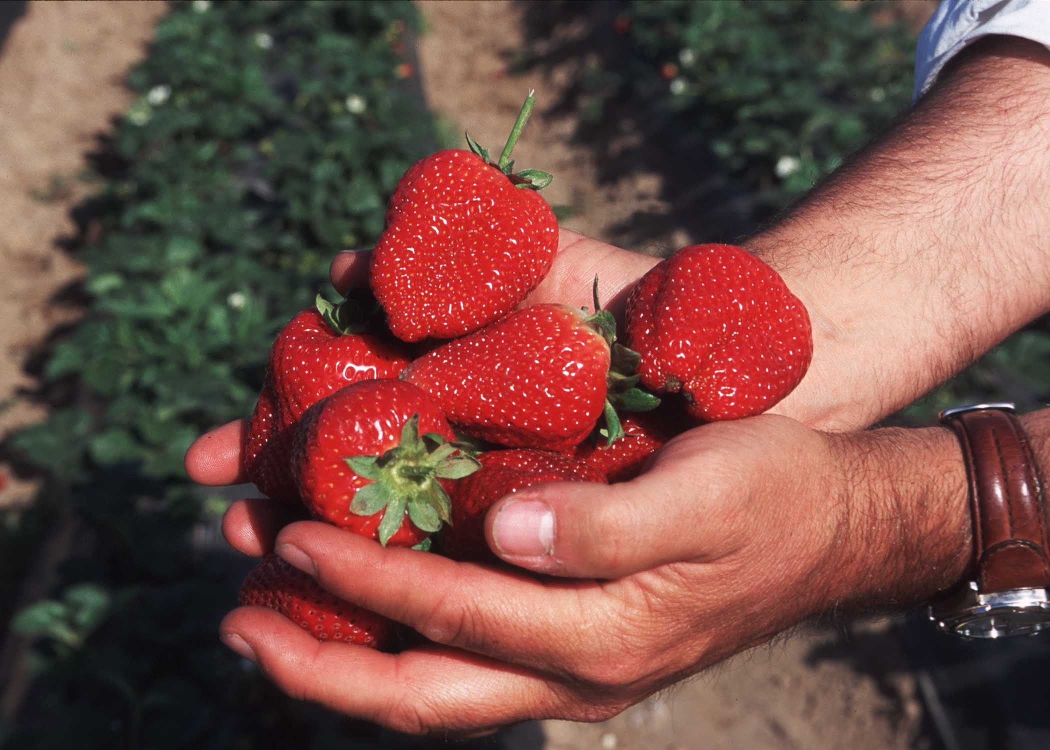 person holding strawberry